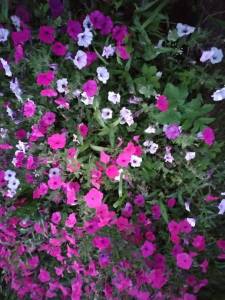 IMG_20250803_211126.thumb.jpg.78924a7a2bb40ba766bfa081d6a82b45.jpg