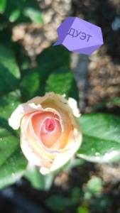 IMG_20250804_062249.jpg