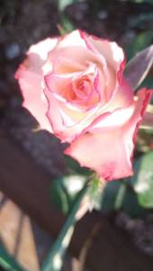 IMG_20250804_063640.jpg