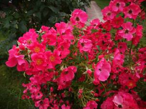 IMG_20250804_112430.thumb.jpg.3594a334a3068bf108c42709e82b4e3d.jpg