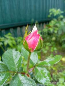 IMG_20250804_193629.jpg