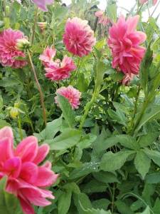 IMG_20250805_083914.thumb.jpg.ff355ae1fb5d679ea3b3d1bc999a0bb3.jpg