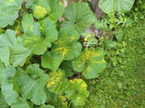 IMG_20250805_092404.thumb.jpg.9ec7131acd61a64c3d4470bdb814c89f.jpg