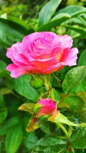 IMG_20250805_121841.thumb.jpg.587f4ad4a9b160e95550e5b3f2fcdfae.jpg