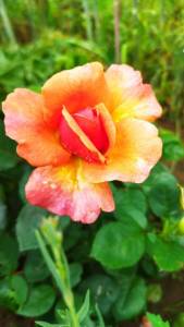 IMG_20250805_122102.jpg