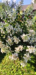 IMG_20250805_153130.jpg