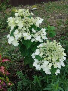 IMG_20250805_164003.jpg