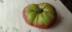 IMG_20250807_103416_494.thumb.jpg.4c83cc376d6074c8a5ea26bb6f88ce98.jpg
