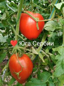 IMG_20250807_184918_718.jpg