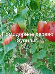 IMG_20250807_184937_218.jpg