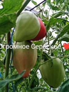 IMG_20250807_185009_002.jpg