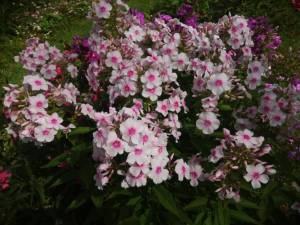 IMG_20250808_110631.thumb.jpg.bee02136fa5c37cf5cab9267e206c69e.jpg