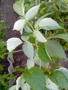 IMG_20250809_184250.jpg