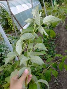 IMG_20250809_190028.jpg