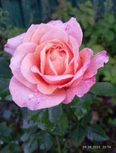 IMG_20250809_201626.jpg