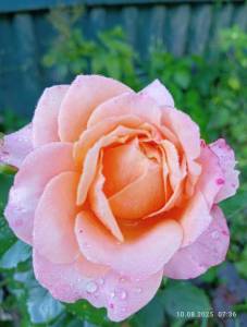 IMG_20250810_073632.jpg