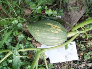 IMG_20250810_102309.jpg
