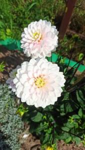 IMG_20250810_140746.jpg