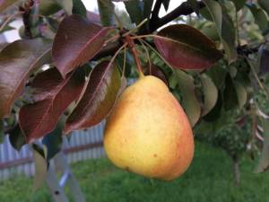 IMG_20250810_190527.thumb.jpg.a6576fbbb6b0bf94b9b8fa4790c1eee0.jpg