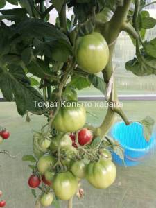 IMG_20250810_193249.thumb.jpg.0c6846e35efffbeb57bf826f99ae5a0d.jpg