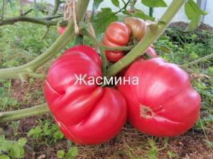 IMG_20250810_194002.thumb.jpg.072510de43cc4c73a79662f1cb2383a6.jpg