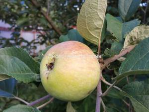 IMG_20250810_195816.jpg