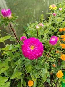 IMG_20250811_134907.thumb.jpg.62ec4a6e603869359c8b38df9a399c93.jpg