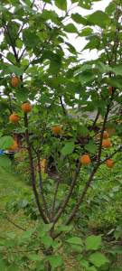 IMG_20250812_180019_158.jpg