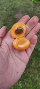 IMG_20250812_180019_330.jpg