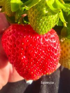 IMG_20250814_074038.jpg