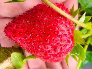 IMG_20250814_074655.jpg