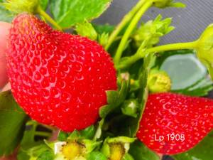IMG_20250814_074839.jpg