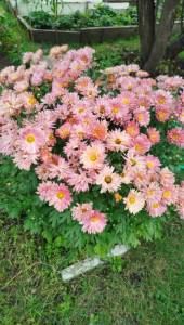 IMG_20250814_135629.jpg