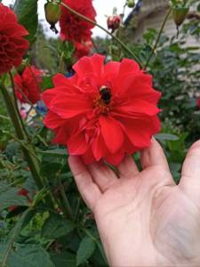 IMG_20250814_151418_537.jpg