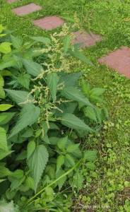 IMG_20250815_143805.jpg
