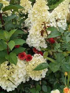 IMG_20250816_153831.thumb.jpg.6db6fc178b9850fd3d92ae0566eed4e6.jpg