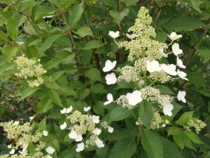 IMG_20250817_121736.thumb.jpg.46e2cce59c6e492066e6975bd35ebcc4.jpg
