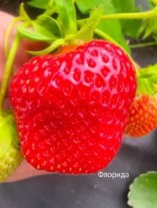 IMG_20250817_151420.jpg