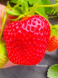 IMG_20250817_152108.jpg