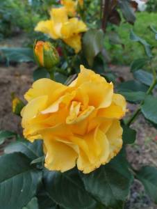 IMG_20250817_173316.jpg