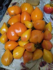 IMG_20250817_195955.jpg