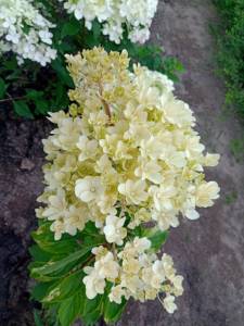 IMG_20250818_105222_862.jpg