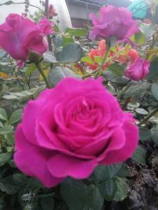 IMG_20250818_170720.jpg