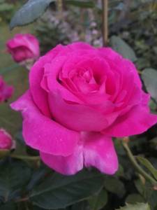 IMG_20250818_170752.jpg