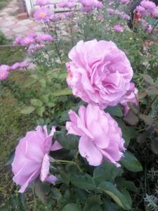 IMG_20250818_171056.jpg
