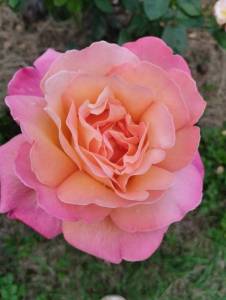 IMG_20250818_182104_1.jpg