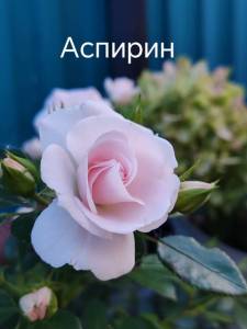 IMG_20250819_072144.jpg