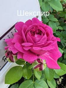 IMG_20250819_072426.jpg