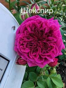 IMG_20250819_072514.jpg
