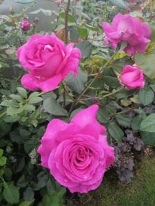 IMG_20250819_120843.jpg